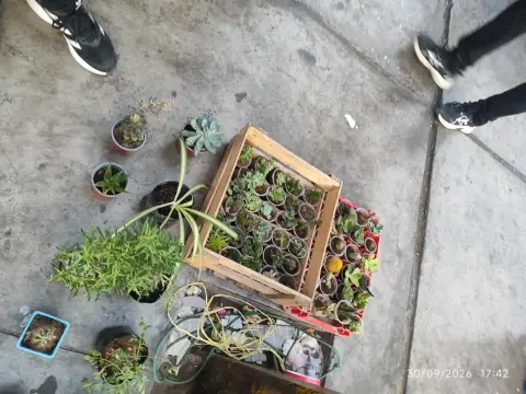 cactus
