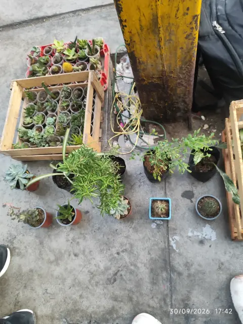 Galería
