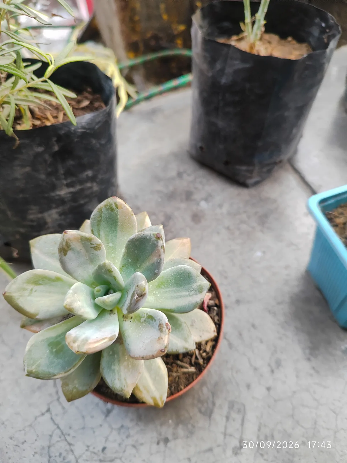 Abrir tarjeta de Las plantitas