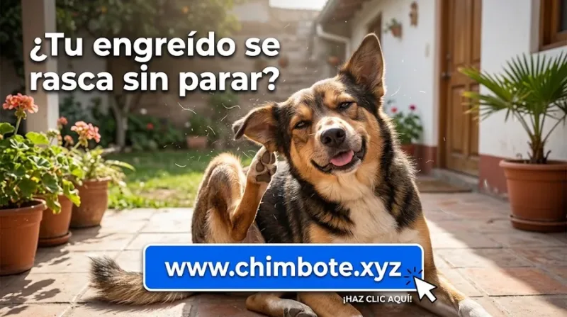 ¿Tu engreído se rasca sin parar?
