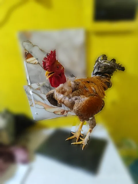 Gallo Carioca Trabajador Busca Nuevo Corral