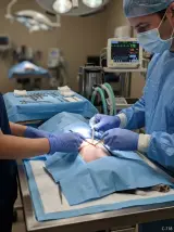 Cirugia veterinaria especializada en tejidos blandos