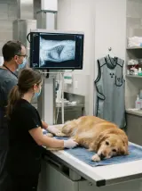 Rayos X veterinario para mascotas
