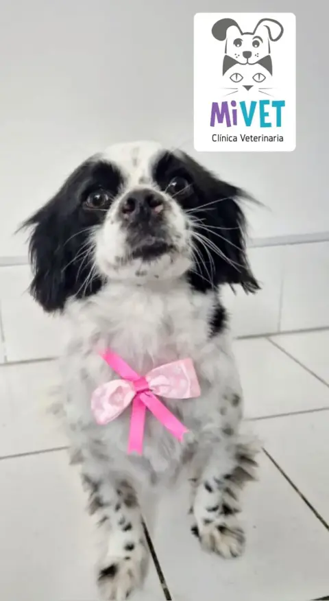 Clínica Veterinaria "Mi Vet"