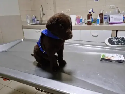 Baño y corte de pelo para mascotas pequeñas
