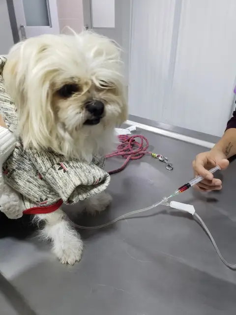 Clínica veterinaria "Orejitas Vet"