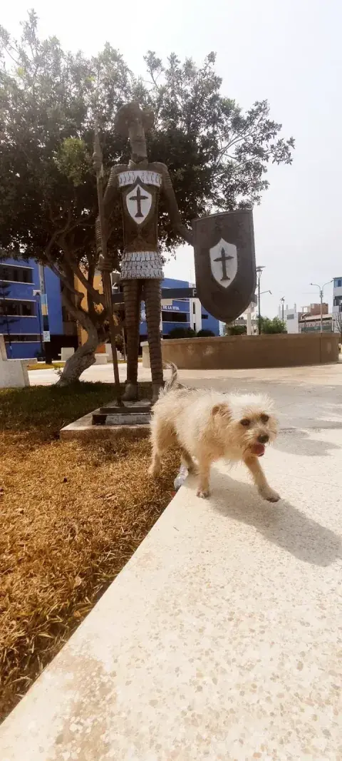 Consultorio Veterinario +kota