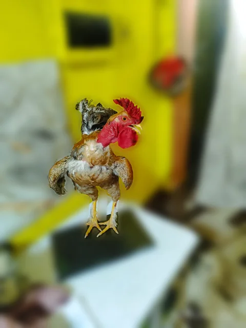 Gallo Carioca Reproductor — El Jefe del Corral