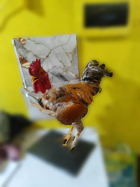 Gallo Carioca Reproductor — El Jefe del Corral