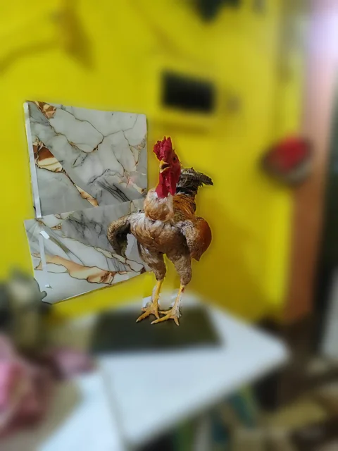 Gallo Carioca Reproductor — El Jefe del Corral