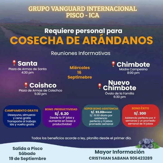 Afiche del aviso: Personal para cosecha de arándanos (Pisco - Ica)