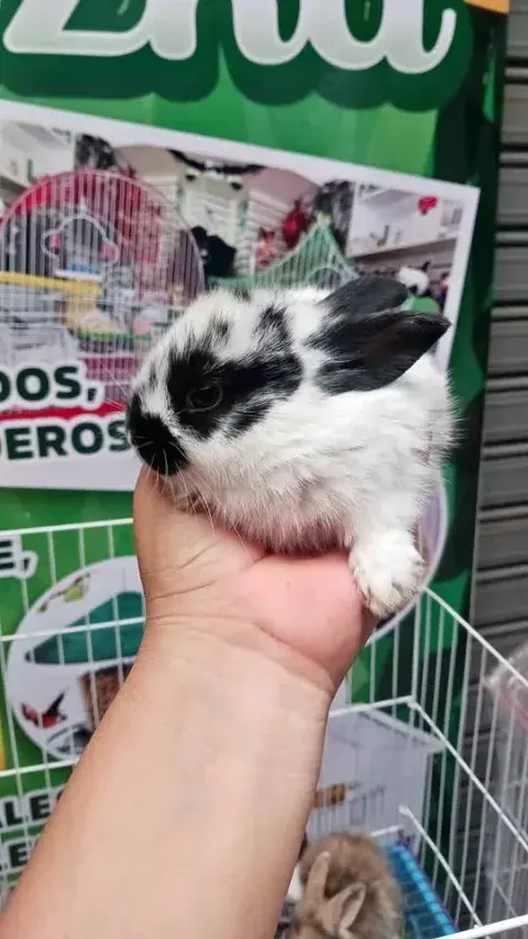Conejo enano holandés blanco con negro