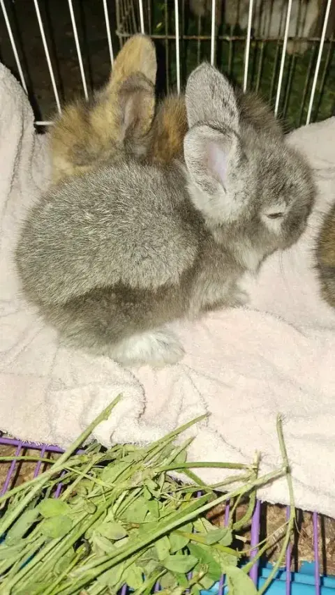 Conejo mini toy enano gris con blanco