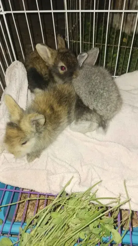 Conejo mini toy enano marrón leonado