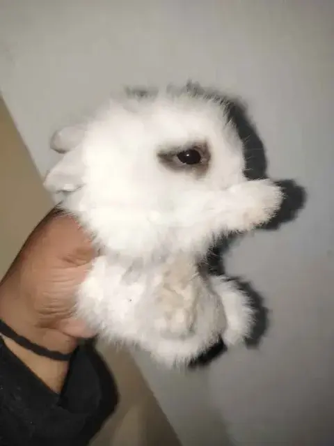 Conejo mini toy enano blanco con manchas