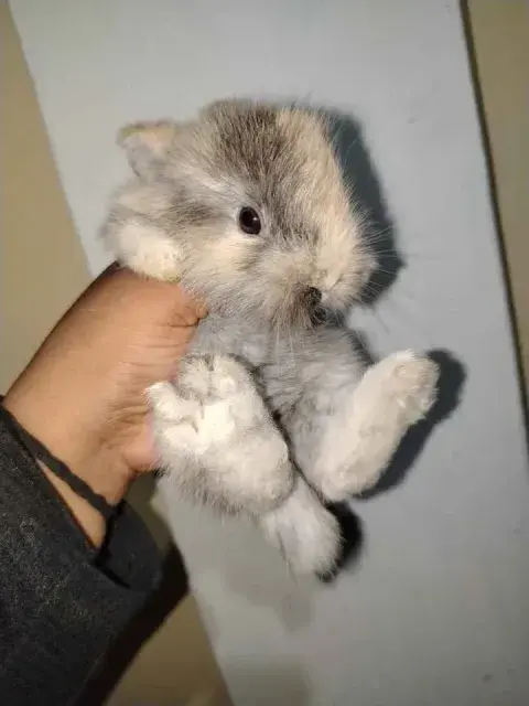 Conejo mini toy enano beige de patas blancas