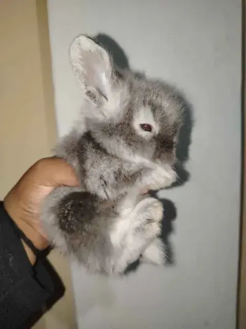 Conejo mini toy enano gris perla