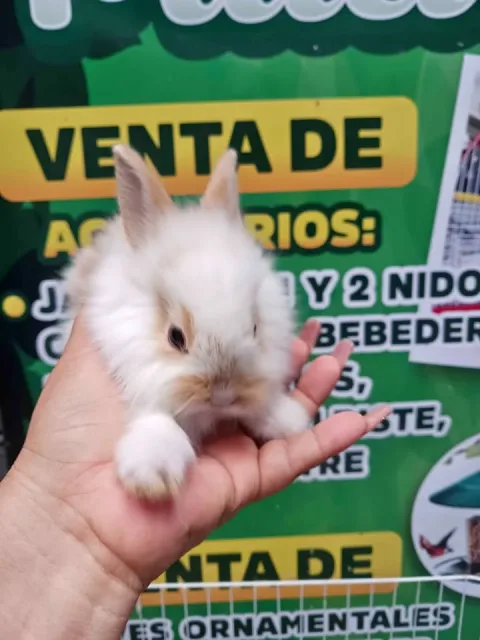 Conejo cabeza de león
