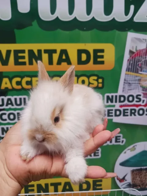 Comederos, bebederos y nidos