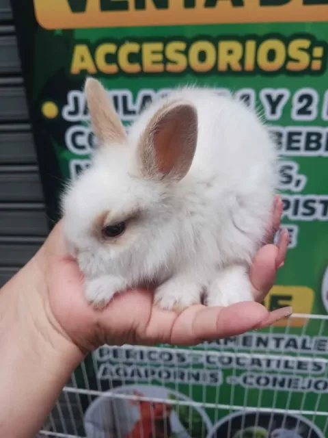 Jaula para conejos y aves