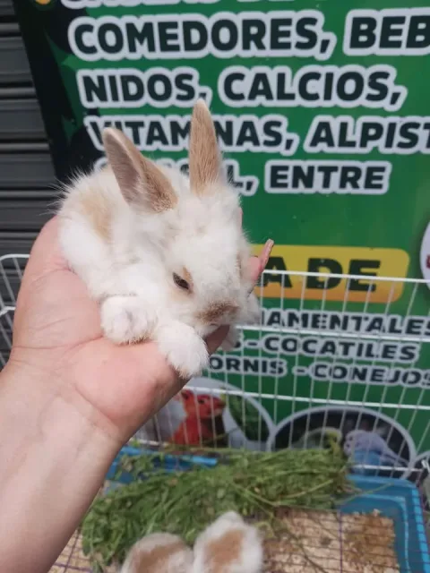 Calcio, vitaminas y alpiste