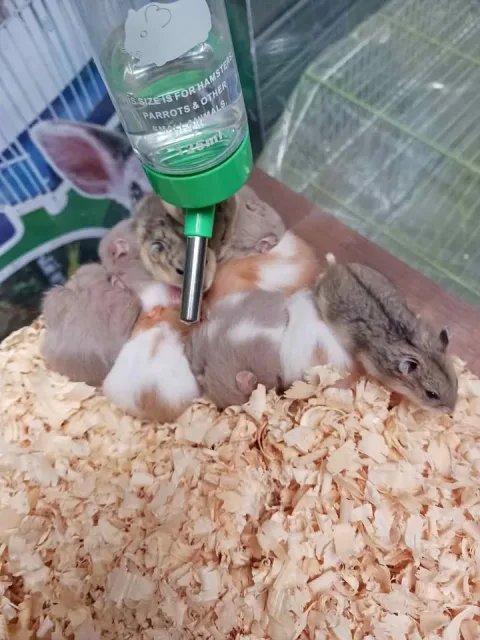 Bebedero de tubo de 125 ml para roedores y aves