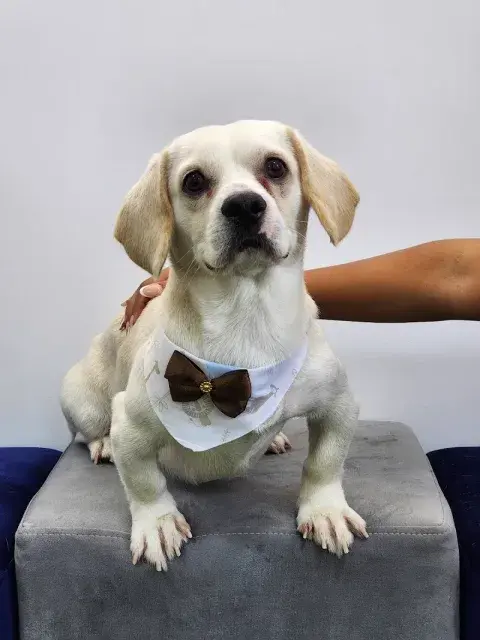 Mr. Pug (spa canino)