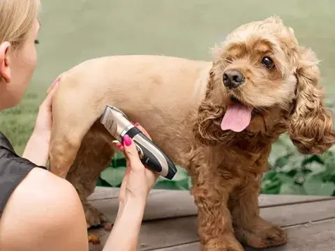 Veterinaria Gatling