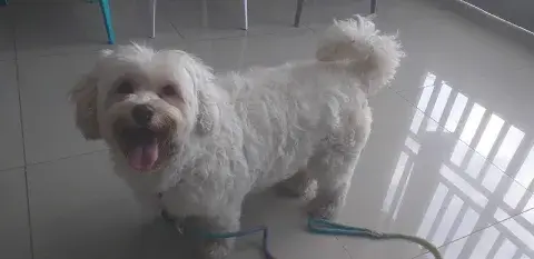 Clínica Veterinaria "Mi Vet"