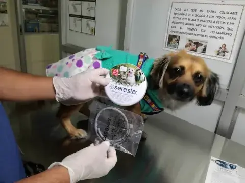 Boutique Canina "Happy Dog"
