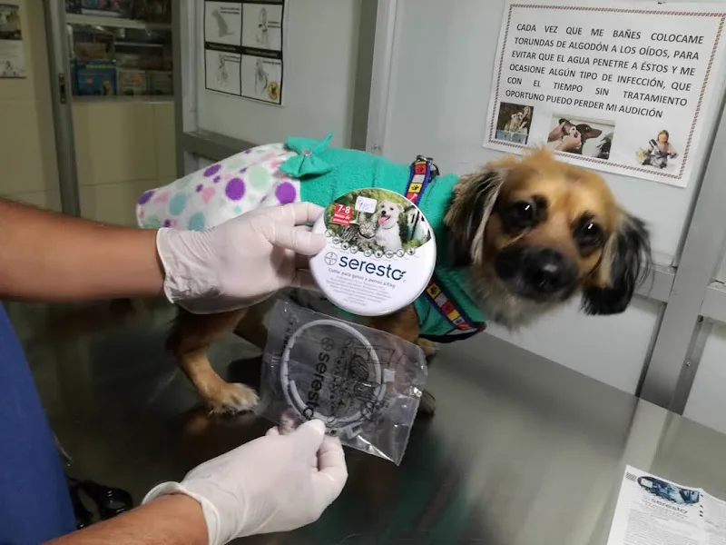 Abrir tarjeta de Boutique Canina "Happy Dog"
