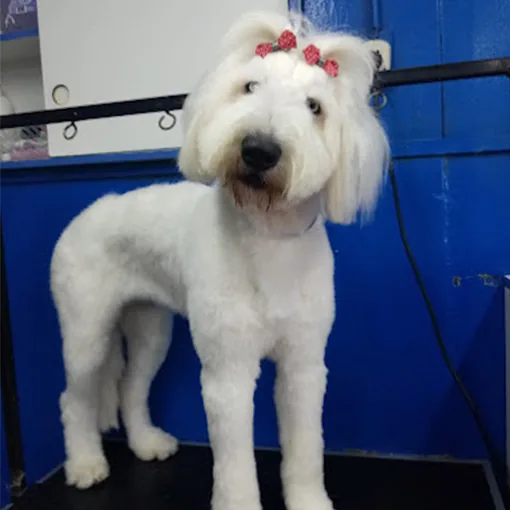 Omar de patas Veterinaria & Spa Canino