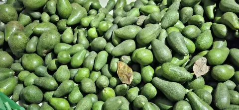 Palta fuerte cremocita — por kilo, en su punto