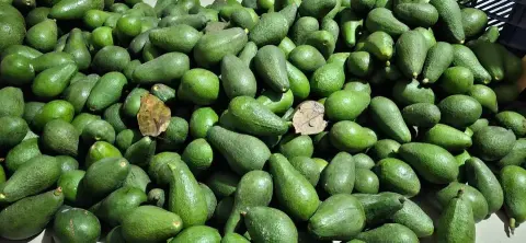 Palta fuerte cremocita — por kilo, en su punto
