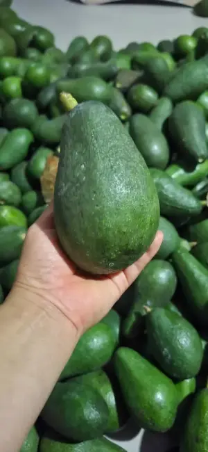 Delivery gratis desde 5 kilos — te llevamos la palta a tu casa