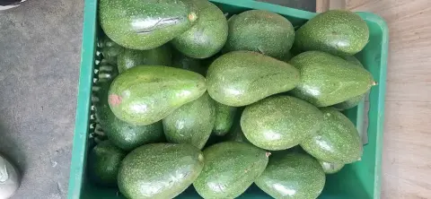 Palta cremocita — por kilo, cremosa y fresca