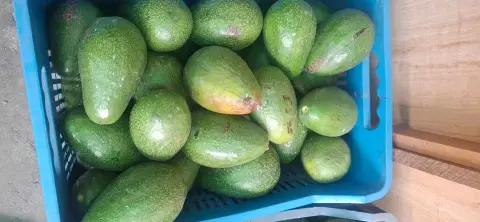 Jaba de palta fuerte cremocita — para negocios, restaurantes y bodegas