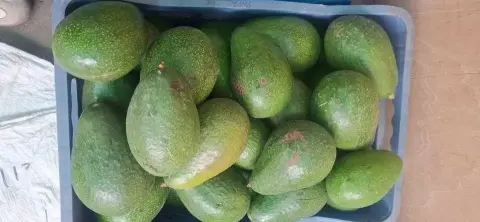 Palta cremocita — por kilo, cremosa y fresca