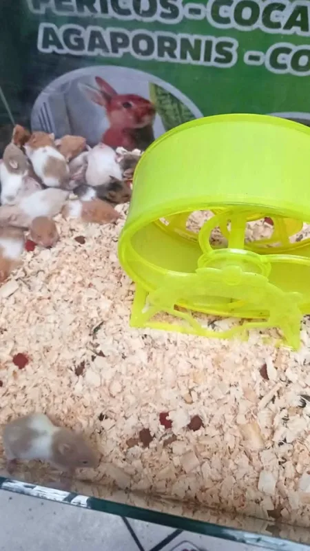 Pet Shop Miluzka