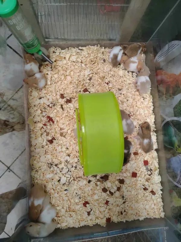 Pet Shop Miluzka en Chimbote: hámsters sirios, aves, conejos y cuyes, jaulas, bebederos, comederos y accesorios para mascotas