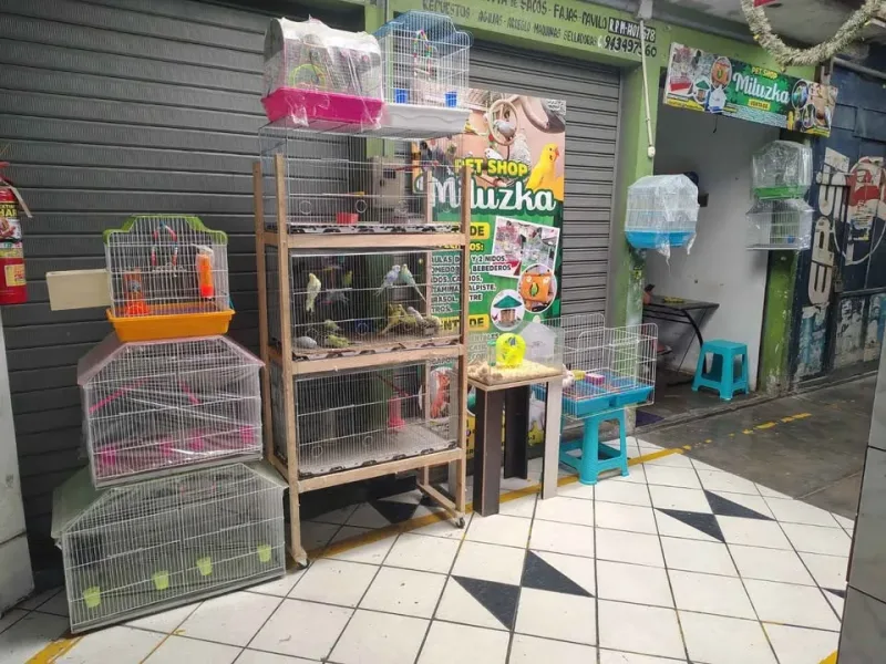 Pet Shop Miluzka en Chimbote: hámsters sirios, aves, conejos y cuyes, jaulas, bebederos, comederos y accesorios para mascotas