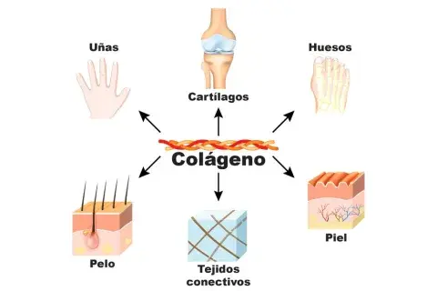 Colágeno con Vitamina C - Suplemento para Piel y Articulaciones