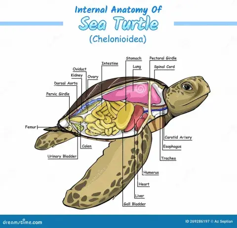 Depilación con cera tibia zona de piernas completas