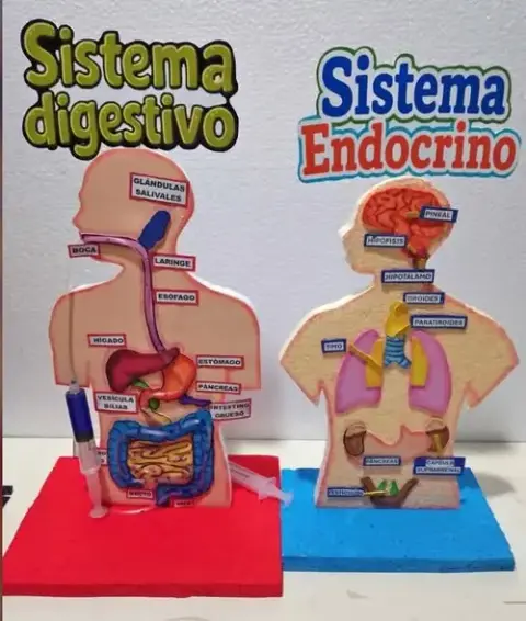 Maquetas de los sistemas del cuerpo humano