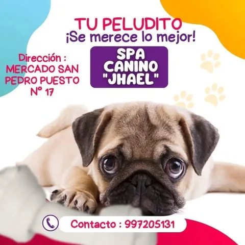 Baño y corte para perritos hasta 8 kg — S/ 40 (setiembre)