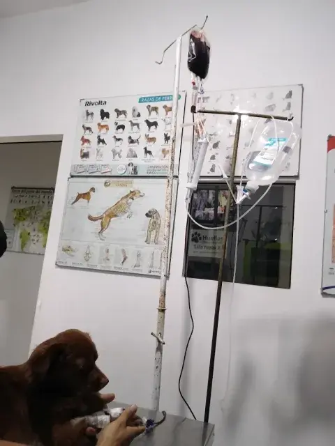 Arena sanitaria para gatos con control de olores 10kg