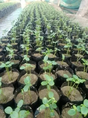 Plantones de maracuyá
