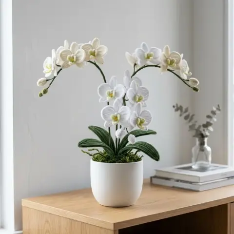 Orquídeas Blancas en Maceta